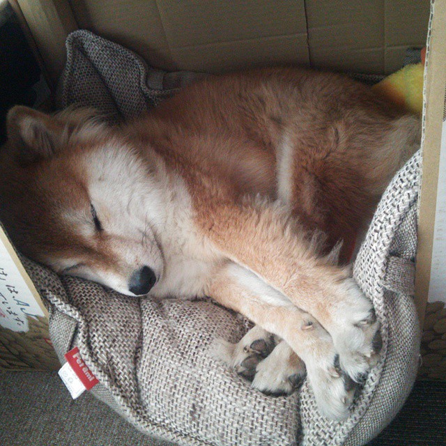 欧冠决赛焦点战，尼克斯血拼篮网，一场跨越时空的体育狂想